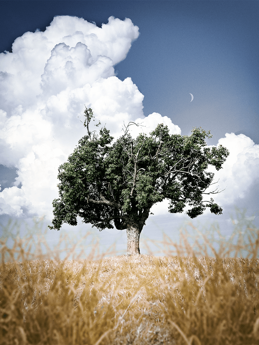 A tree